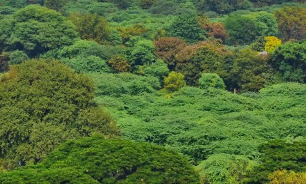 Shifting for Survival: Moving to Ecology-Rich Biomes Might’ve Helped Ancient Humans Deal With Climate Change