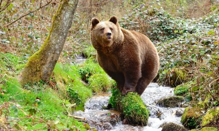 The Alpine row over ‘problem bears’