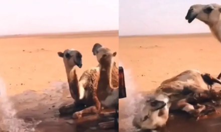Thirsty camels celebrate after man brings water tanker to desert, watch their heart-melting reaction