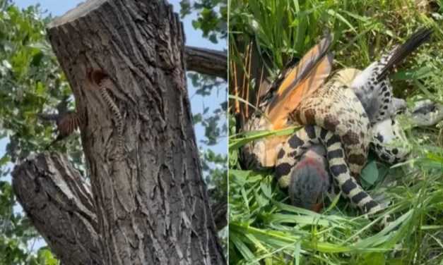 Fearless mother bird risks own life to save its babies from snake; scary video goes viral