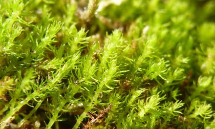 The fastest-evolving moss in the world may not adapt to climate change
