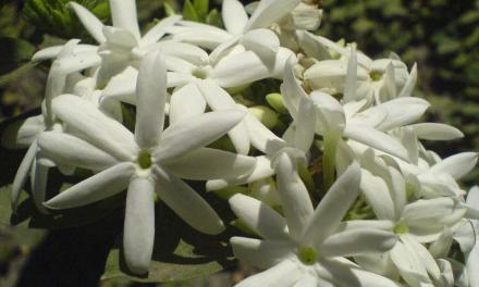 Solar-powered dryers help jasmine, rose flower tea business bloom