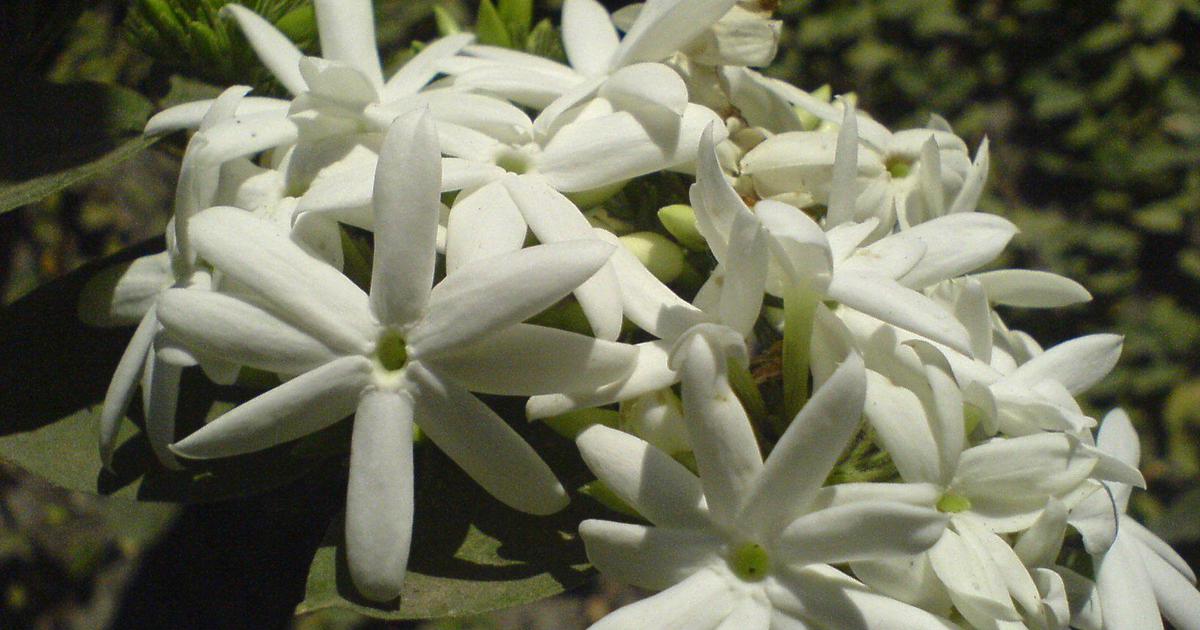 Solar-powered dryers help jasmine, rose flower tea business bloom