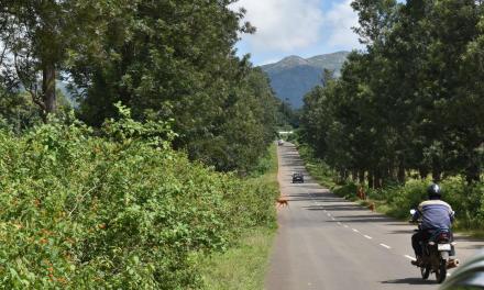 Amendment to forest conservation act leaves 28% of India’s forest cover vulnerable