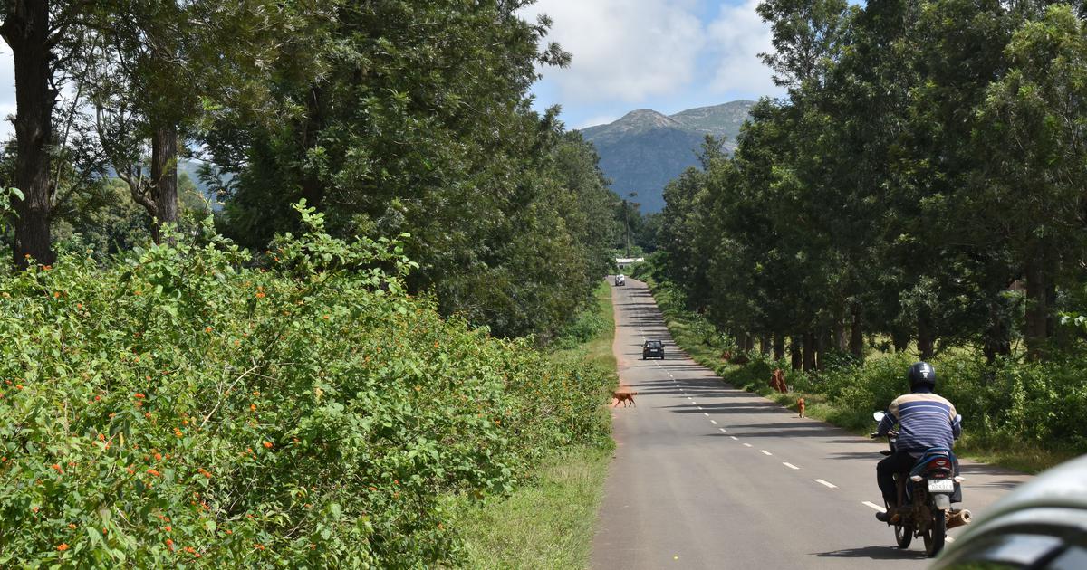 Amendment to forest conservation act leaves 28% of India’s forest cover vulnerable