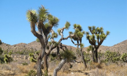 Abandon the Idea of ‘Great Green Walls’