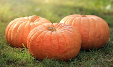 When and how to fertilize pumpkins – expert tips for giving the right nutrients at the right time