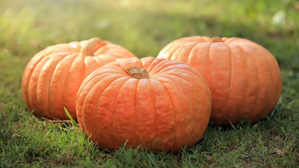 When and how to fertilize pumpkins – expert tips for giving the right nutrients at the right time 1 When and how to fertilize pumpkins – expert tips for giving the right nutrients at the right time 1