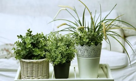 Revive Your Dying House Plants, Follow These Gardening Tips