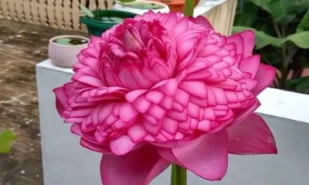 NBRI launches lotus variety which blooms in all seasons