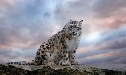 Snow Leopard