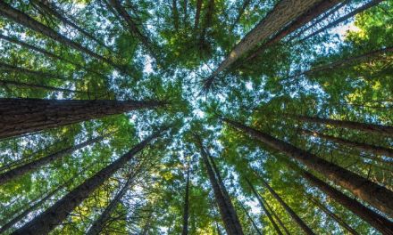 Photosynthesis May Be Failing in The Tropics as Temperatures Soar