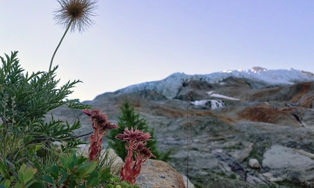 Melting glaciers will reveal vast new ecosystems in need of protection