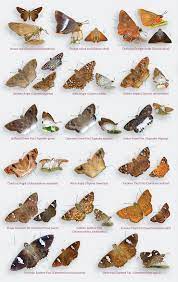 Study lists 202 butterfly species in urban spaces 2