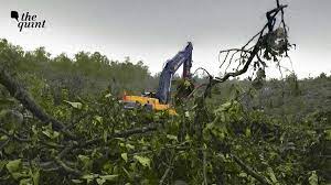 India Was a Tree Planting Laboratory For 200 Years – Here Are The Results