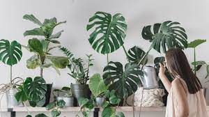 7 tips to help your plants survive while you’re on vacation