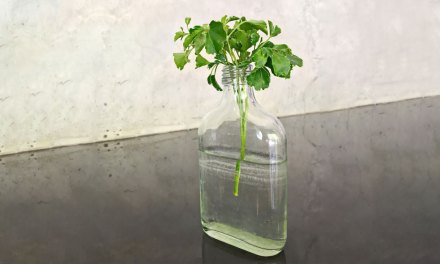 How To Grow Coriander In A Water Bottle: A Step-By-Step Guide