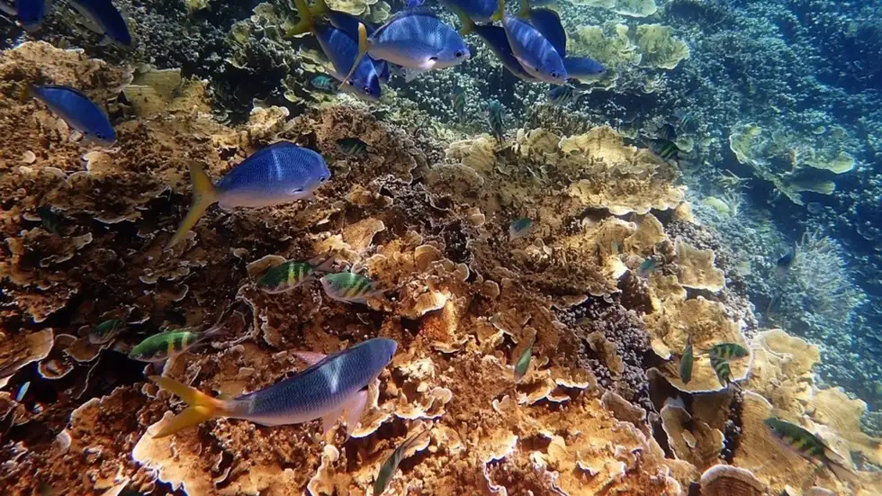 Australia's Great Barrier Reef Facing Irreversible Impact of Climate Change, Reveals New Report 1 Australia's Great Barrier Reef Facing Irreversible Impact of Climate Change, Reveals New Report 1