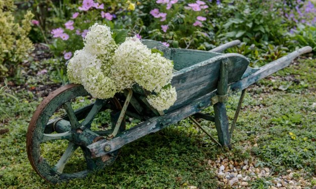When can you move hydrangeas? Experts explain how to move your beloved blooms without killing them