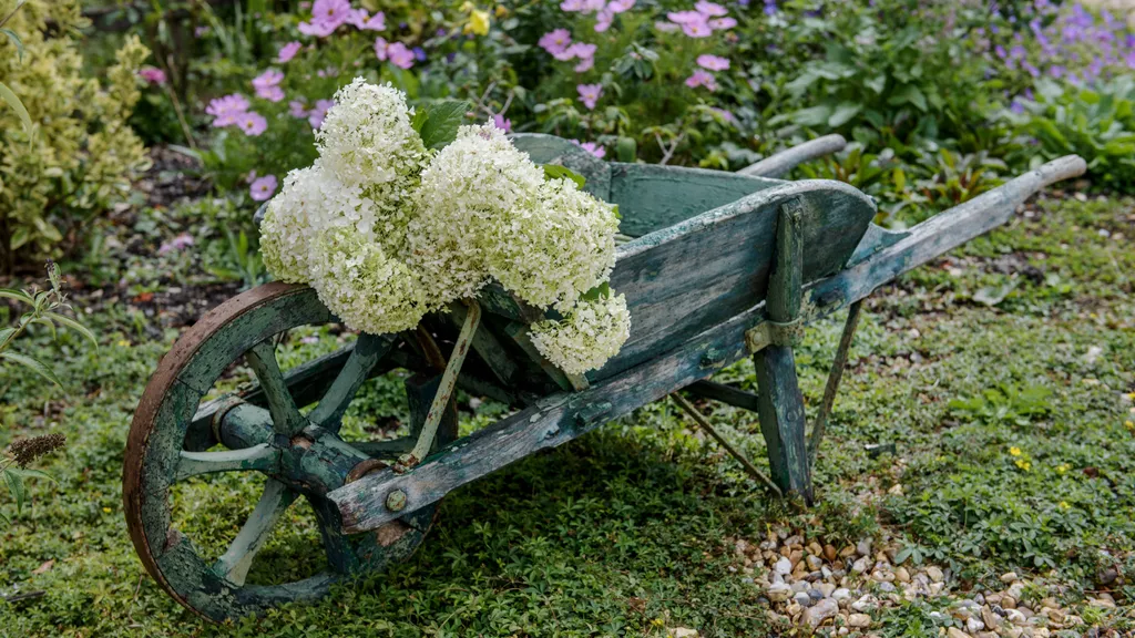 When can you move hydrangeas? Experts explain how to move your beloved blooms without killing them