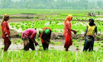 How Natural Farming Can Revive India’s Farmlands and Ensure Sustainable Agriculture