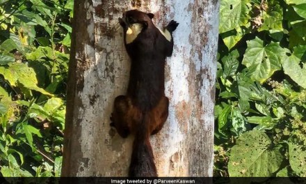Forest Officer Shares Pic Of One Of World’s Largest Squirrel Species Found In India
