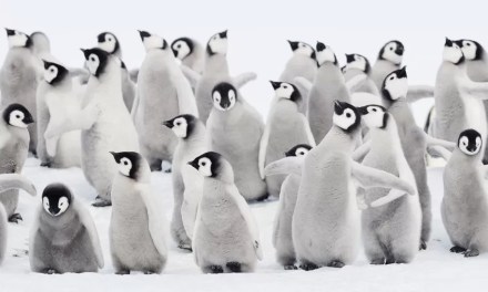 Climate change: Thousands of penguins die in Antarctic ice breakup