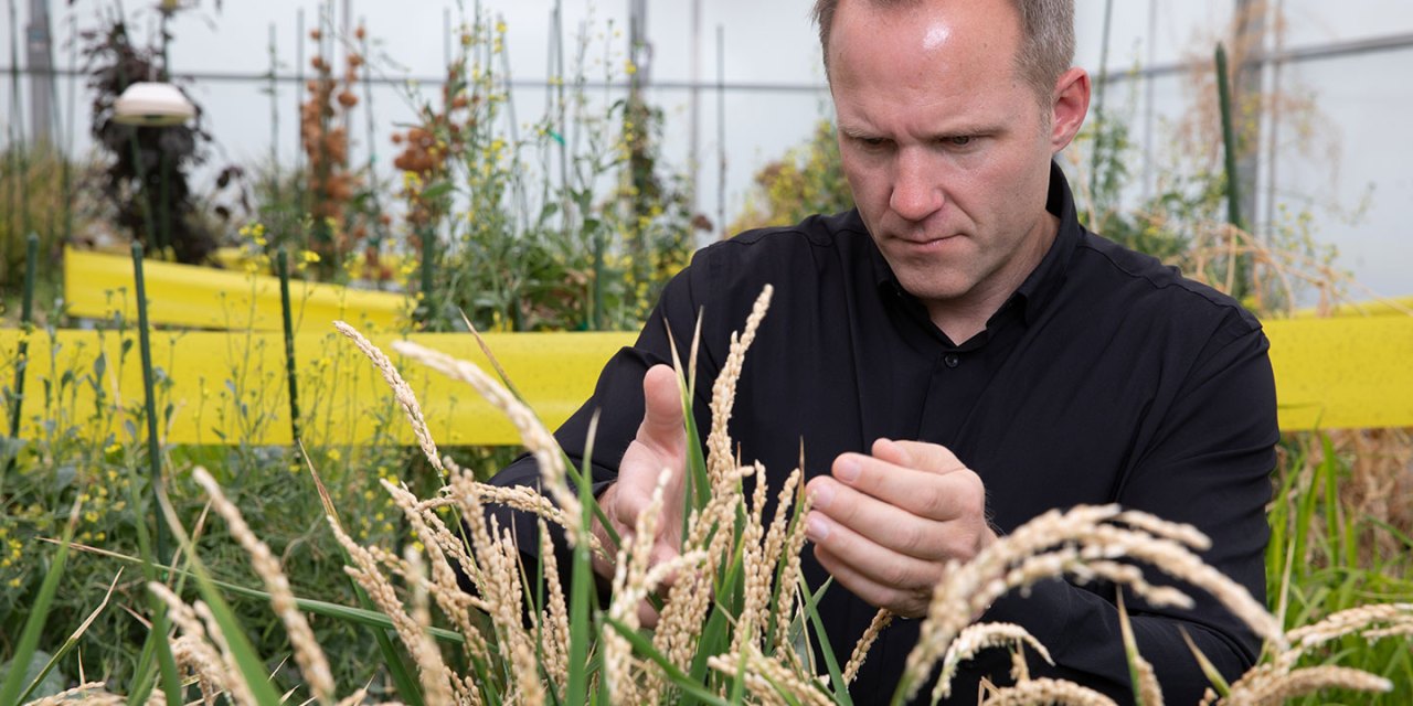Crops are being engineered to thrive in our changing climate