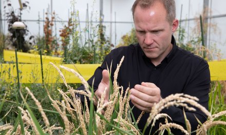 Crops are being engineered to thrive in our changing climate