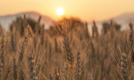 Wheat has fed humans for millenia but its vulnerability to climate change should sound alarm bells