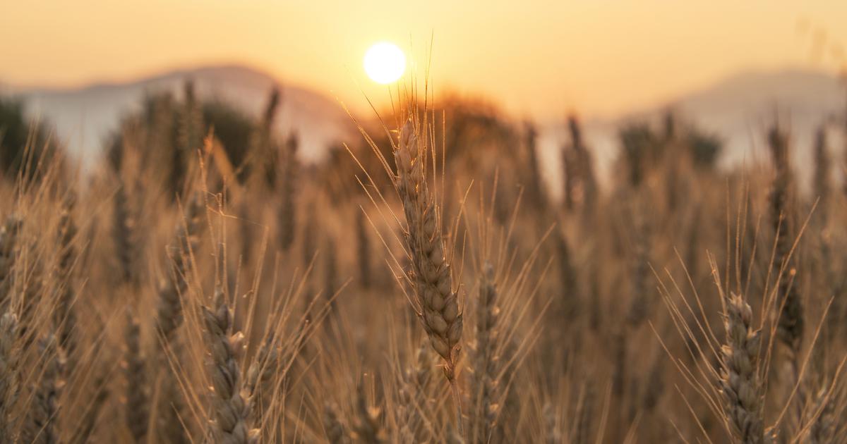 Wheat has fed humans for millenia but its vulnerability to climate change should sound alarm bells