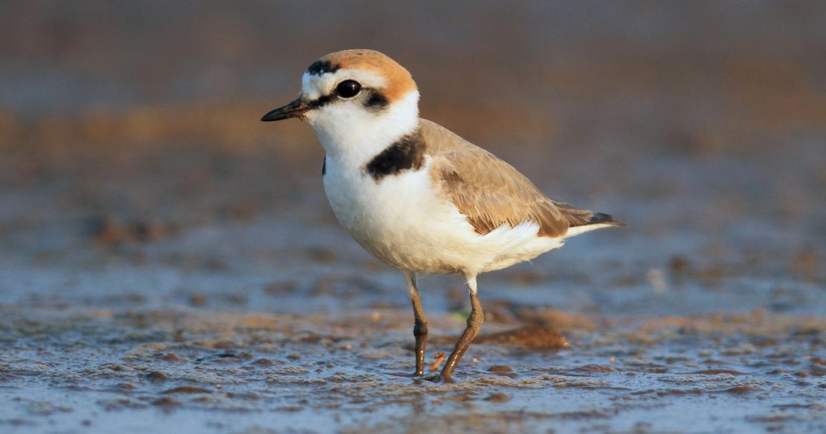Habitat and food loss, changing ecosystems see 60% of India’s bird population decline