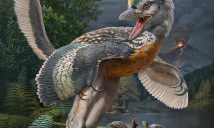 Bizarre’ bird-like dinosaur has scientists enthralled