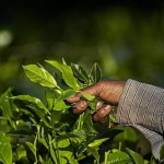 Revolutionary Indian Technology Transforms Tea Waste into Valuable Components
