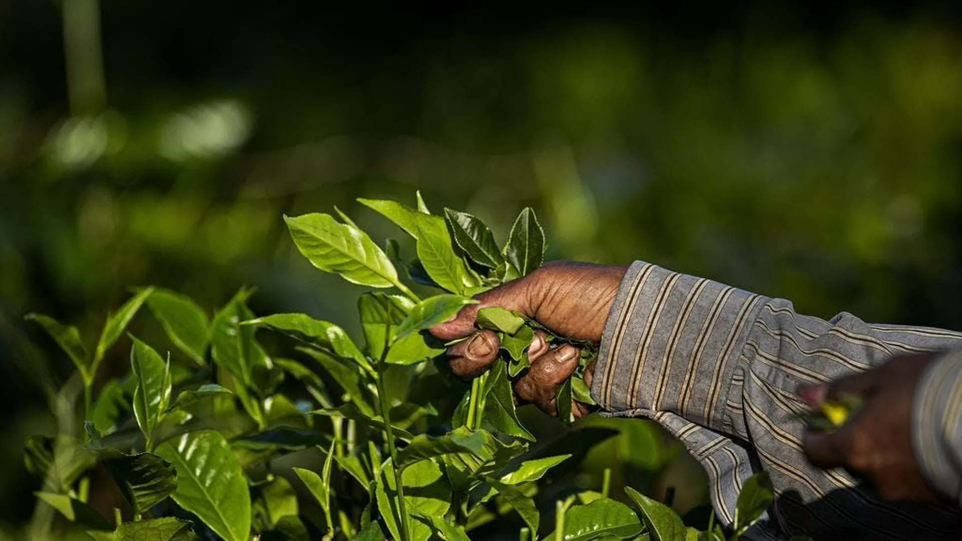 Revolutionary Indian Technology Transforms Tea Waste into Valuable Components 1