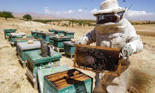 Syrian beekeepers battle both war and climate change