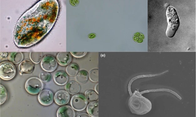 Extreme environments offer an unprecedented opportunity to understand microbial eukaryotic ecology, ecology, and genome biology