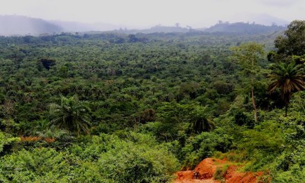 UAE pitches itself as Africa’s carbon credits leader