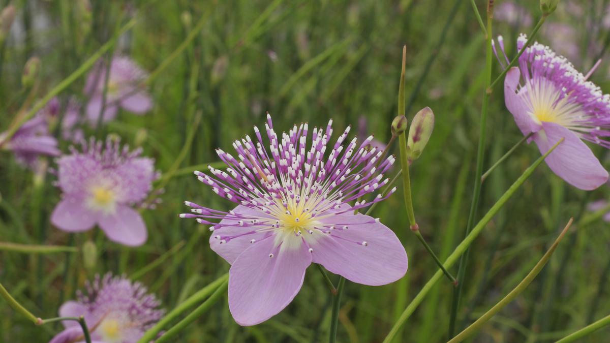 Maharashtra’s ephemerals: plants that wait for monsoon to bloom 1