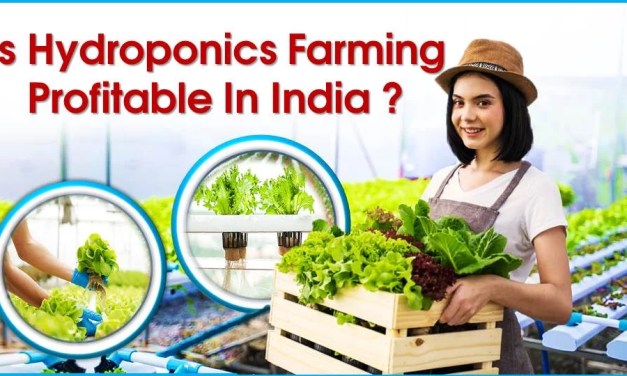 Is Hydroponics Farming Profitable in India?