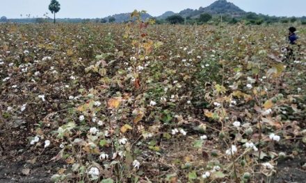 Need to inspect flowers and cotton bolls to prevent pink bollworm in the crop