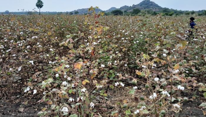 Need to inspect flowers and cotton bolls to prevent pink bollworm in the crop