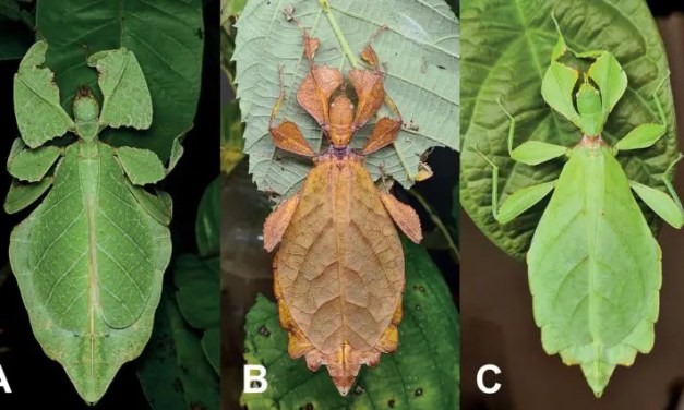 Scientists Discover 7 “Cryptic” New Species of Walking Leaves