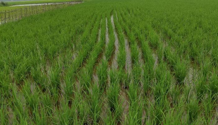 The Chemical-Biological Matrix: Where Boundaries Merge and Solutions Converge