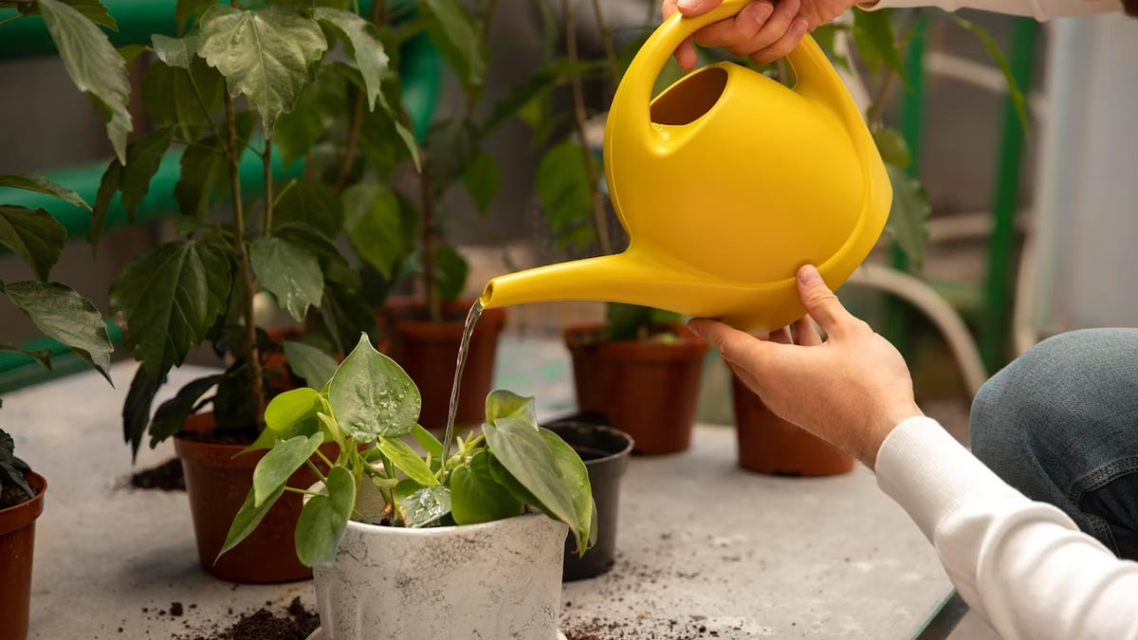 Try These Simple Yet Creative Gardening Ideas For Your Home
