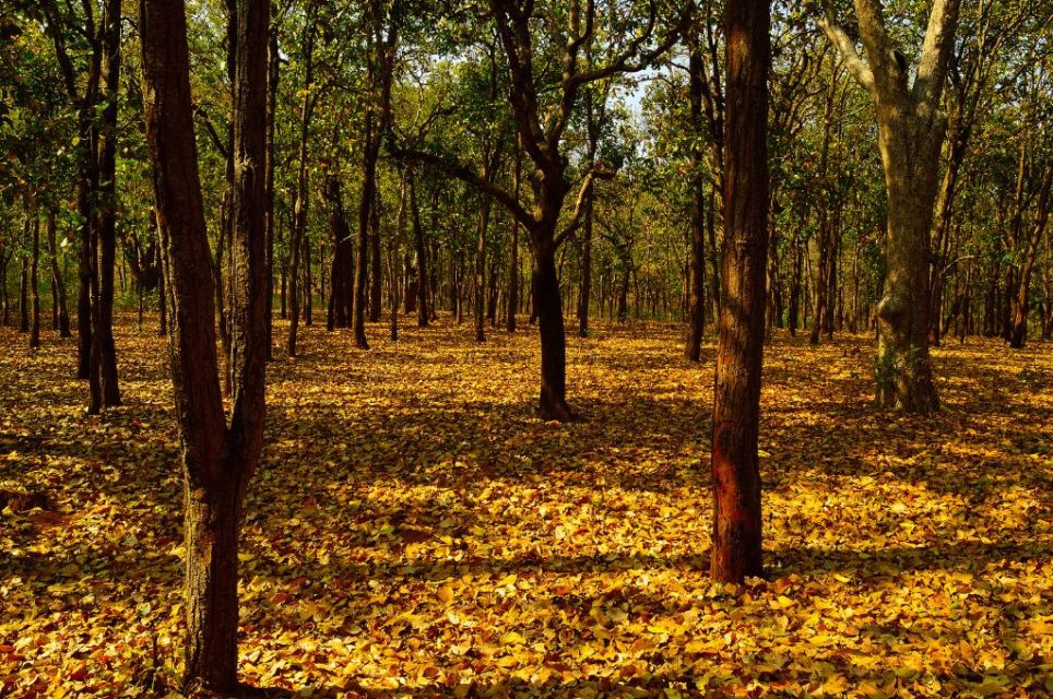 200 years of afforestation: What can India learn?