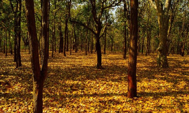 200 years of afforestation: What can India learn?