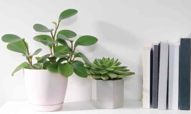17 Houseplants That Can Grow From Leaves