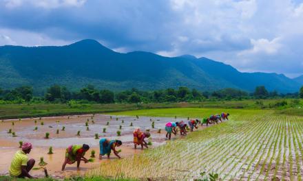 From Western disturbances to El Niño, climate change is affecting India’s food security