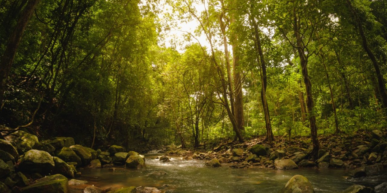 India Was a Tree Planting Laboratory for 200 Years – Here Are the Results
